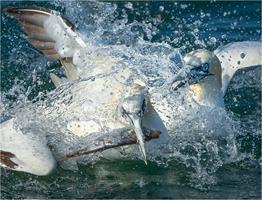 Battling Gannets