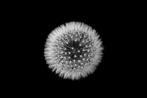 Dandelion Clock