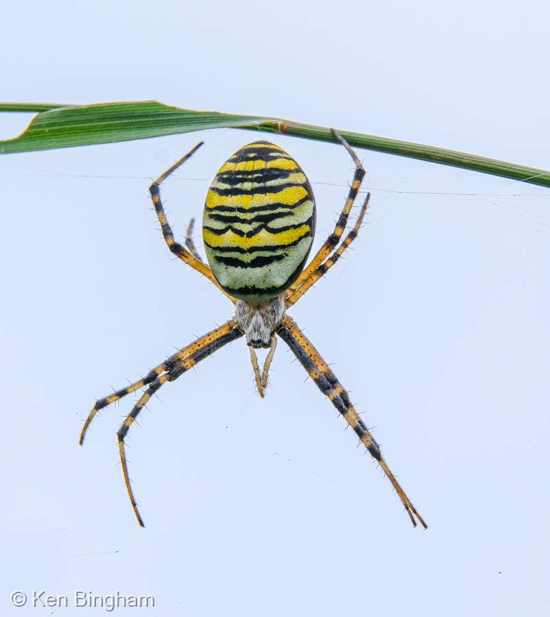 Wasp Spider by Ken Bingham