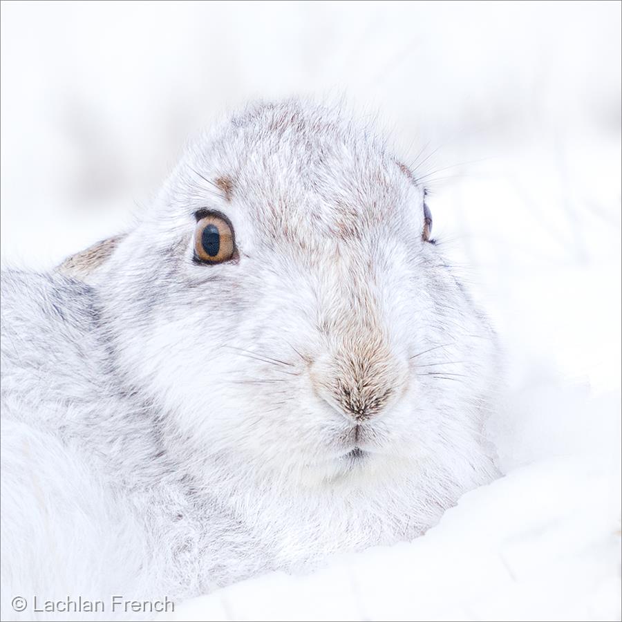 Mountain Hare by Lachlan French