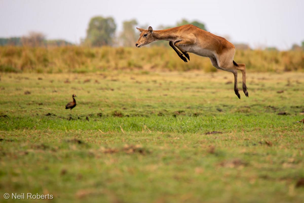 Jumping Jack by Neil Roberts