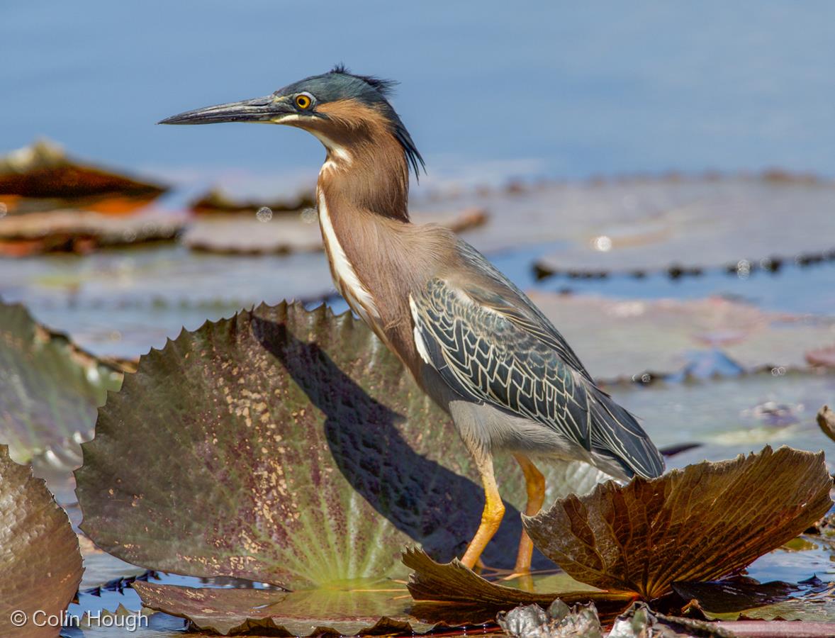 Green Heron in Rain Shower by Colin Hough