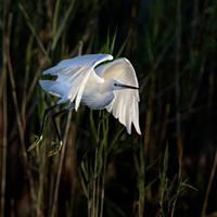 Little Egret