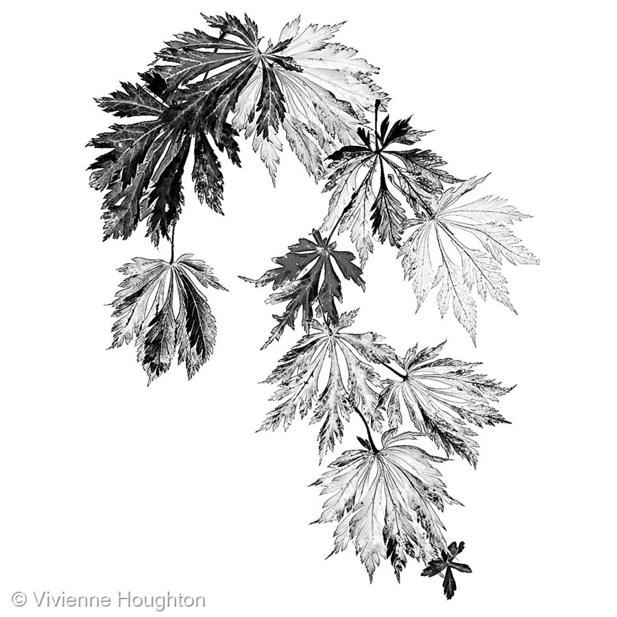 Maple Leaves in Mono by Vivienne Houghton