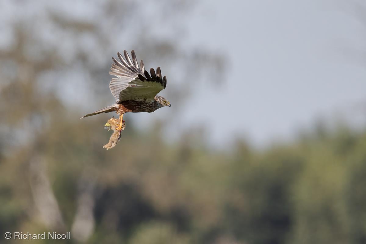 Male Marsh Harrier with Rabbit by Richard Nicoll