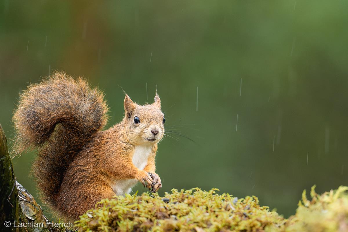 Red Squirrel in the Rain by Lachlan French