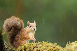 Red Squirrel in the Rain