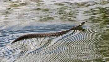 Grass Snake in Great River Ouse