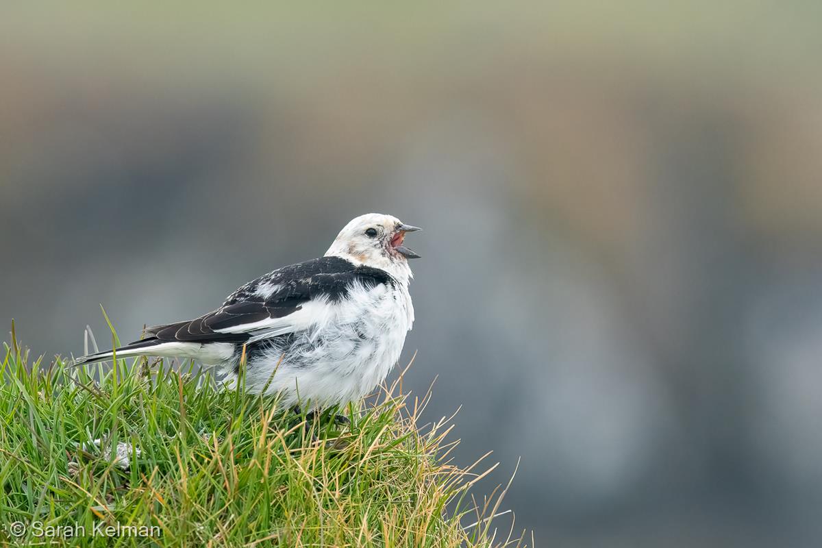 Singing Snow Bunting by Sarah Kelman