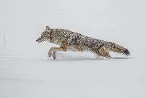 Coyote on the Run