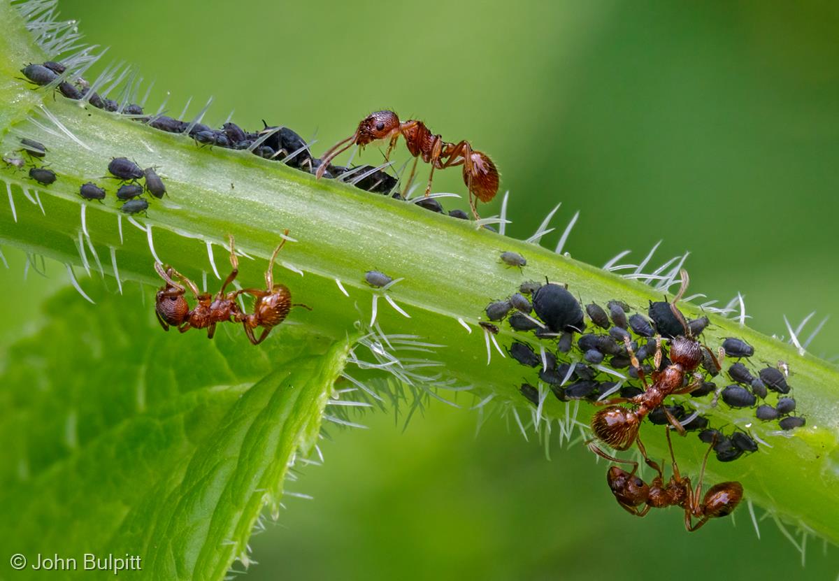 Red Ants Tending Blackfly by John Bulpitt