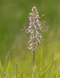 Lizard Orchid (Himantoglossum hircinum)