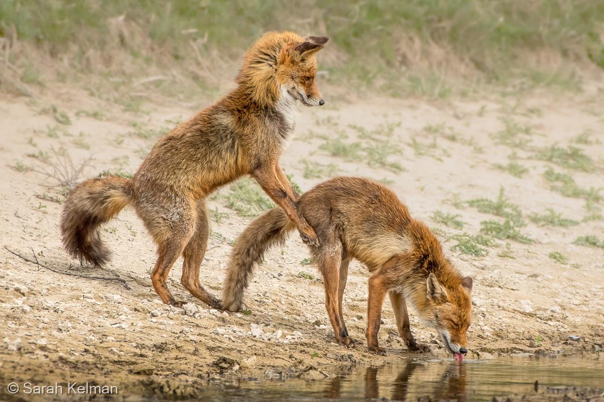 Fornicating Foxes by Sarah Kelman