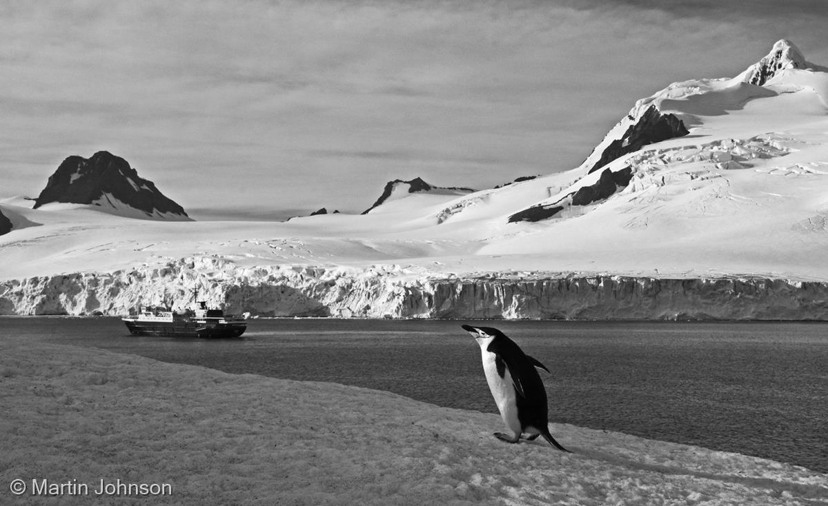 South Shetlands Landscape with Chinstrap Penguin by Martin Johnson