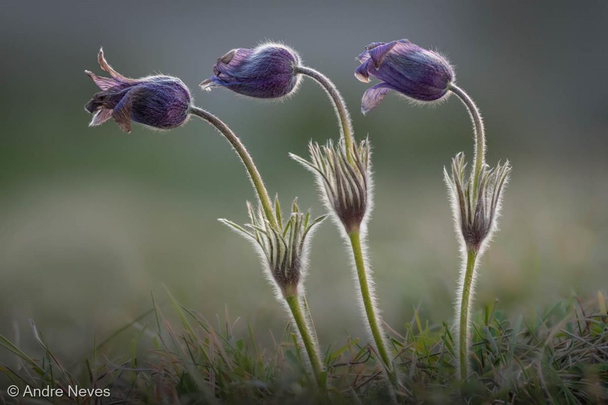 Pasque Flowers at Sunset by Andre Neves