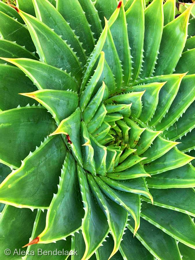 Symmetry in Nature by Alexa Bendelack