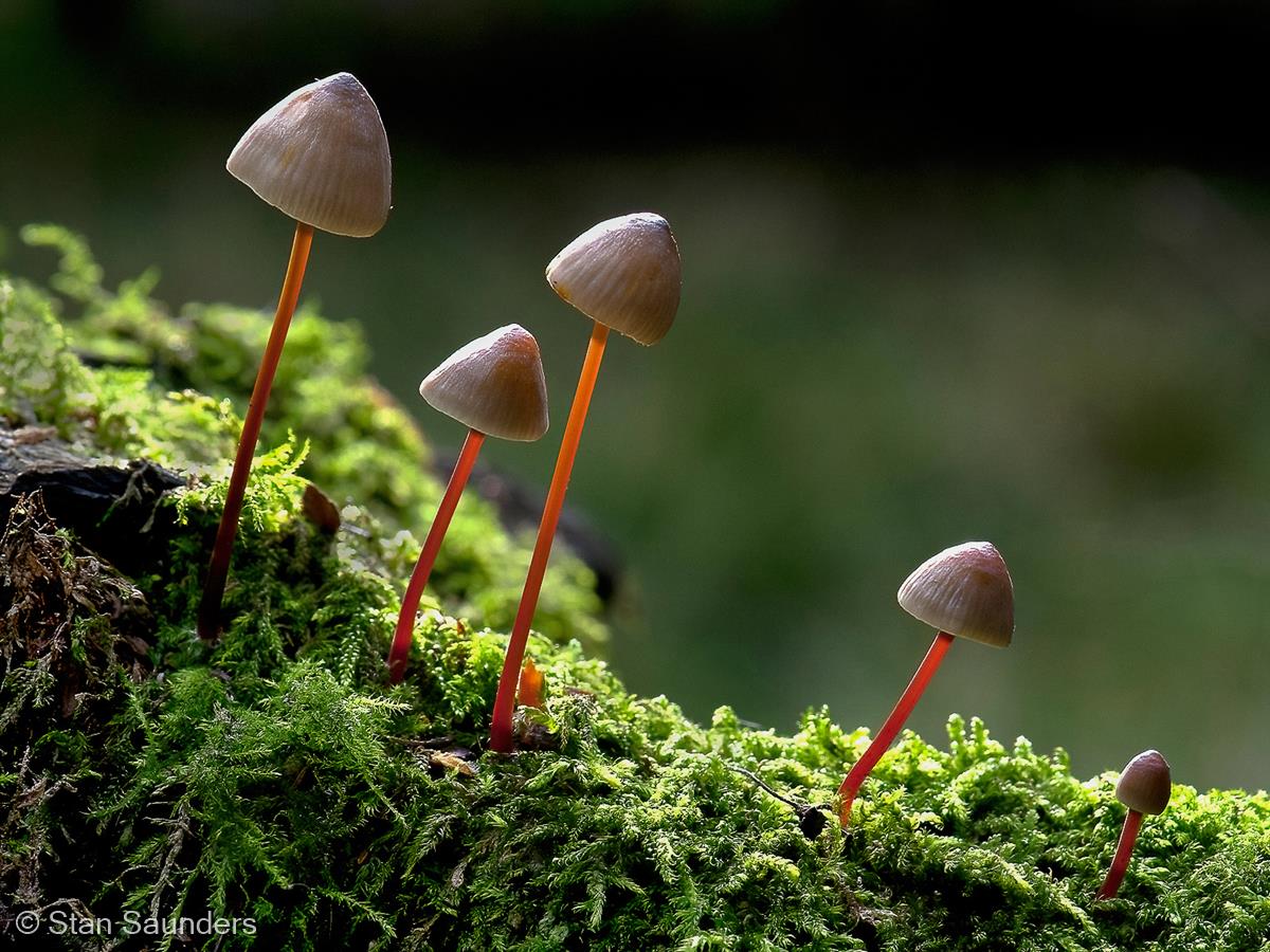 Fungi Family Mycena by Stan Saunders