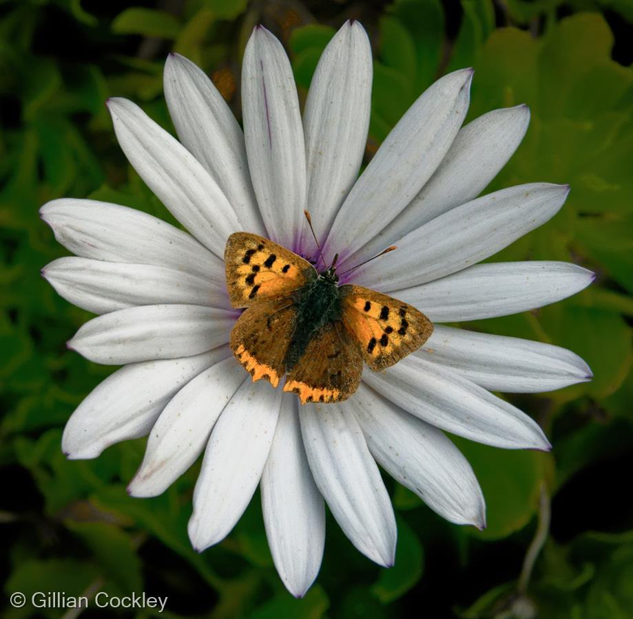 Small Copper by Gillian Cockley