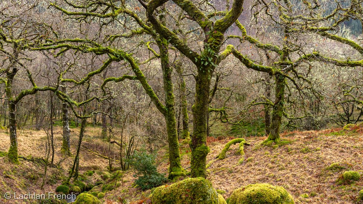 Ancient Oakwood, Ardnamurchan by Lachlan French