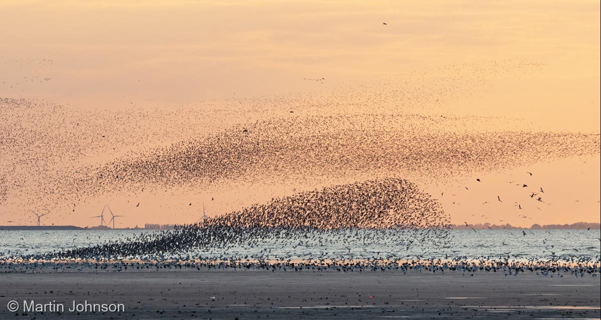 Wader Murmuration at Snettisham by Martin Johnson