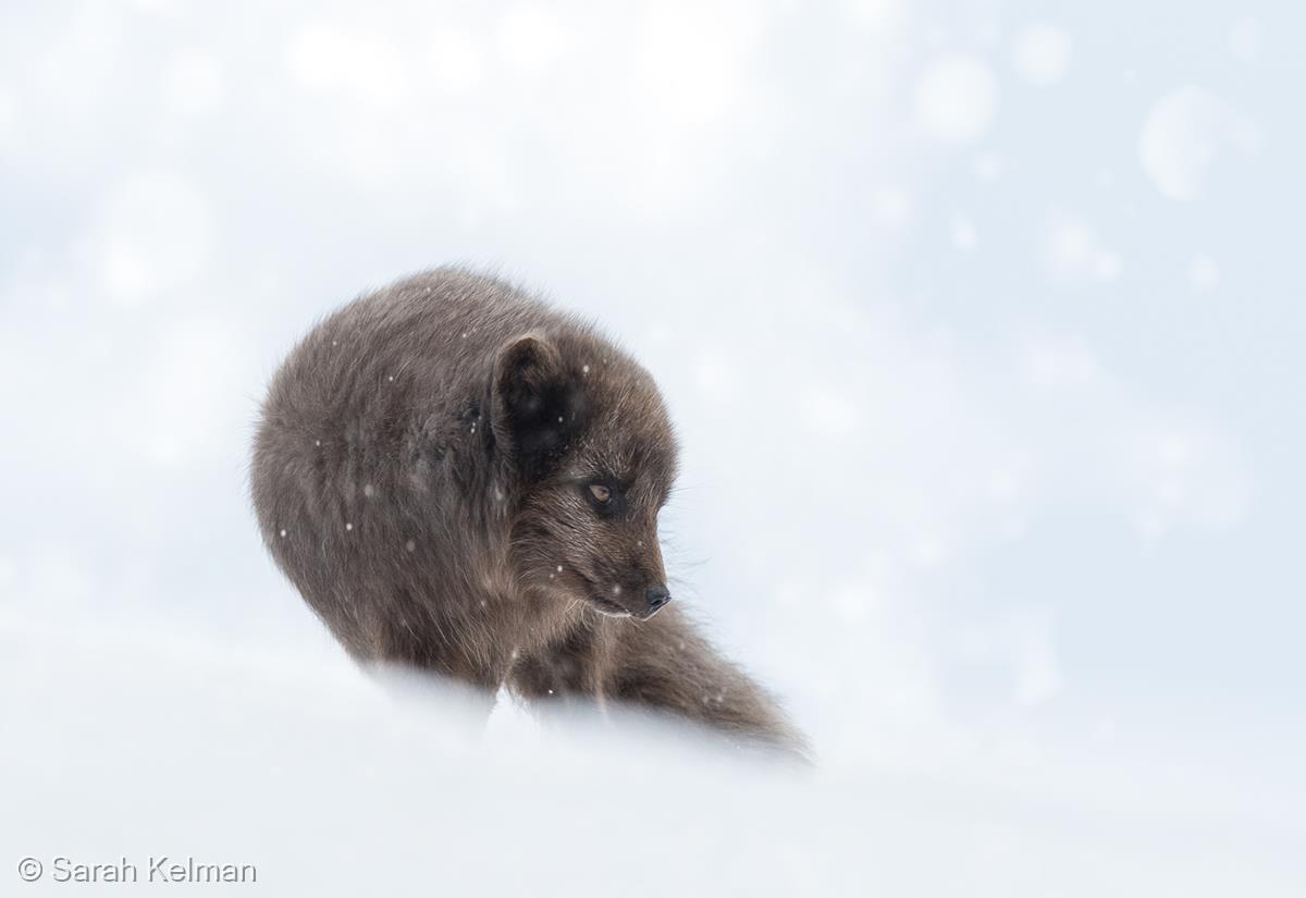 Arctic Fox in Blizzard by Sarah Kelman