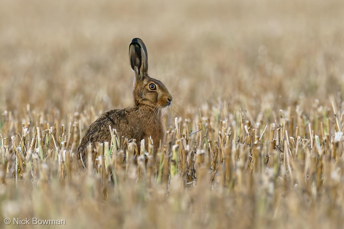 Brown Hare in the Stubble at Sunset by Nick Bowman
