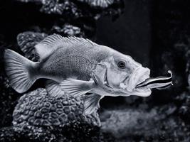 Cleaner Wrasse at Work on Grouper
