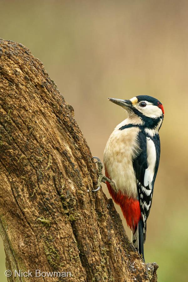 Great Spotted Woodpecker by Nick Bowman