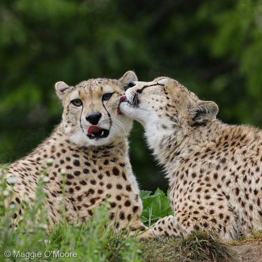 Cheetahs Preening by Maggie O'Moore