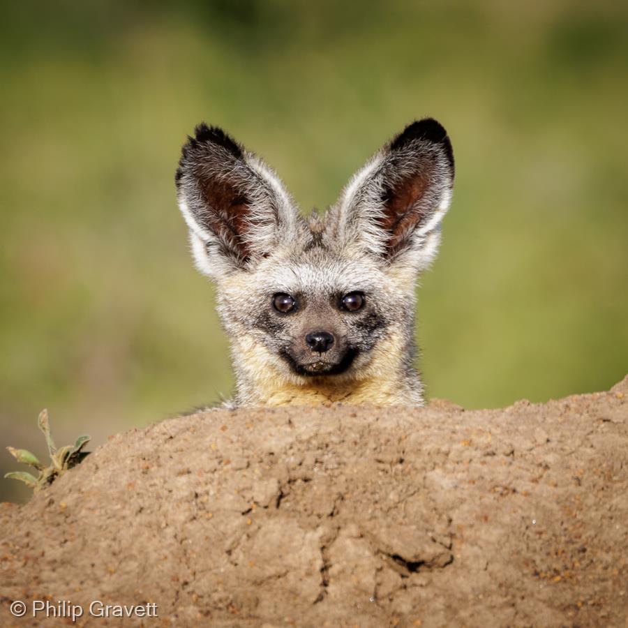 Bat-Eared Fox by Philip Gravett