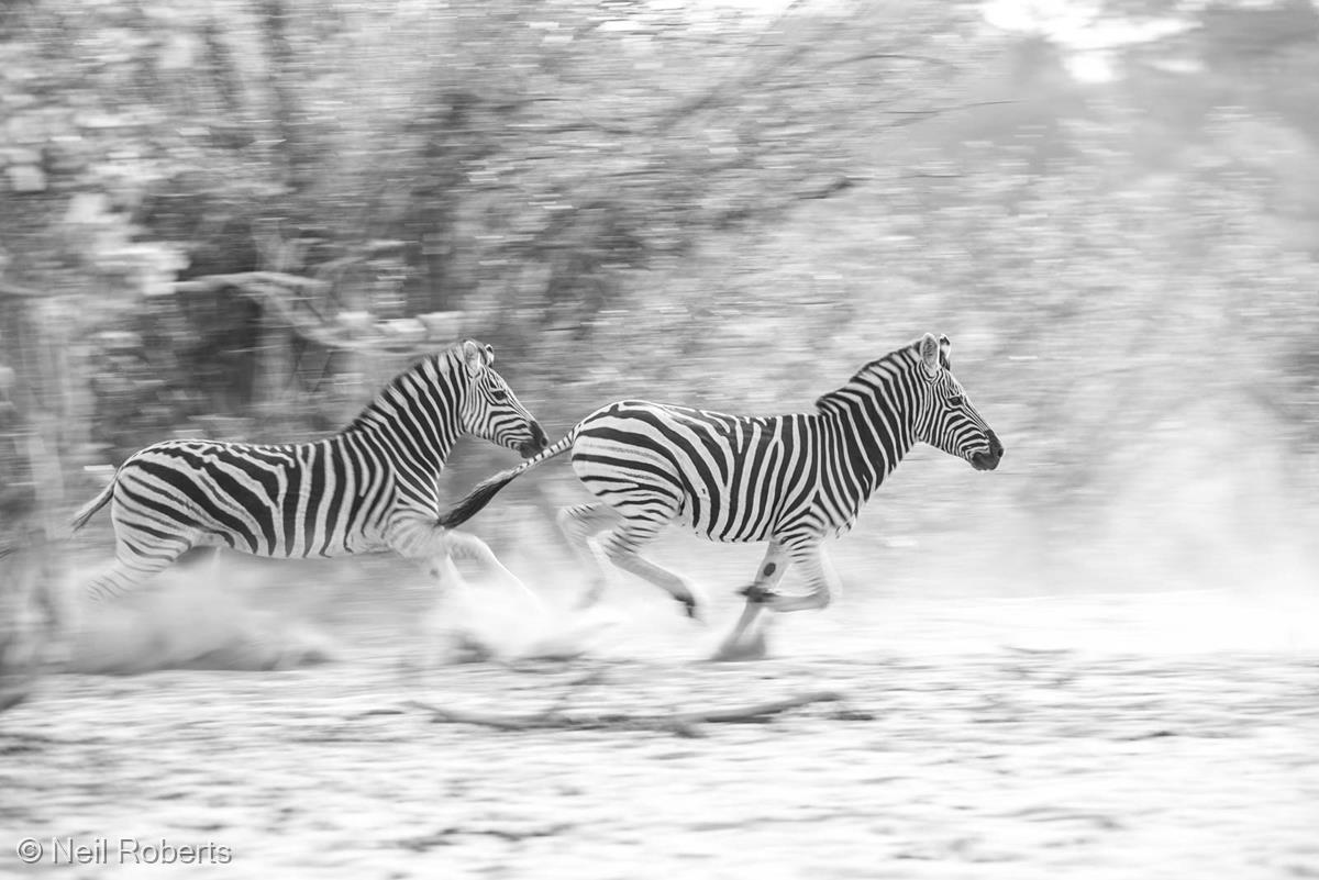 Run! by Neil Roberts