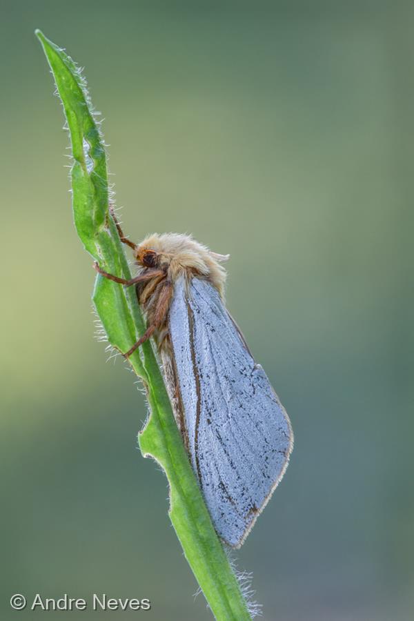 Ghost Moth by Andre Neves