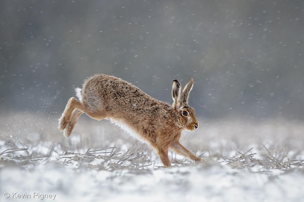 Brown Hare in Snowfall by Kevin Pigney