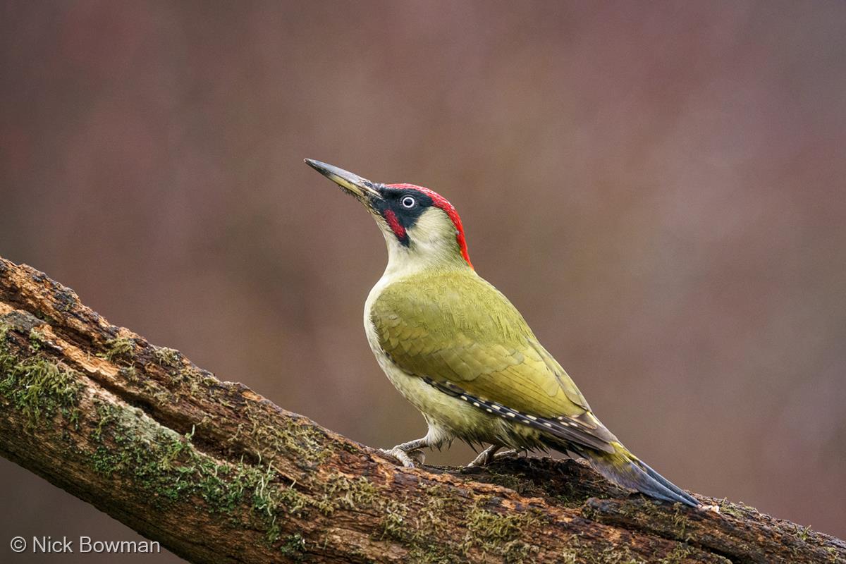 Green Woodpecker by Nick Bowman