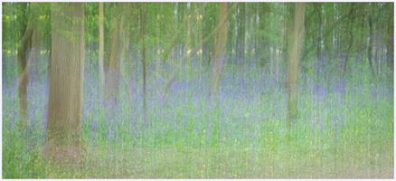 Bluebells