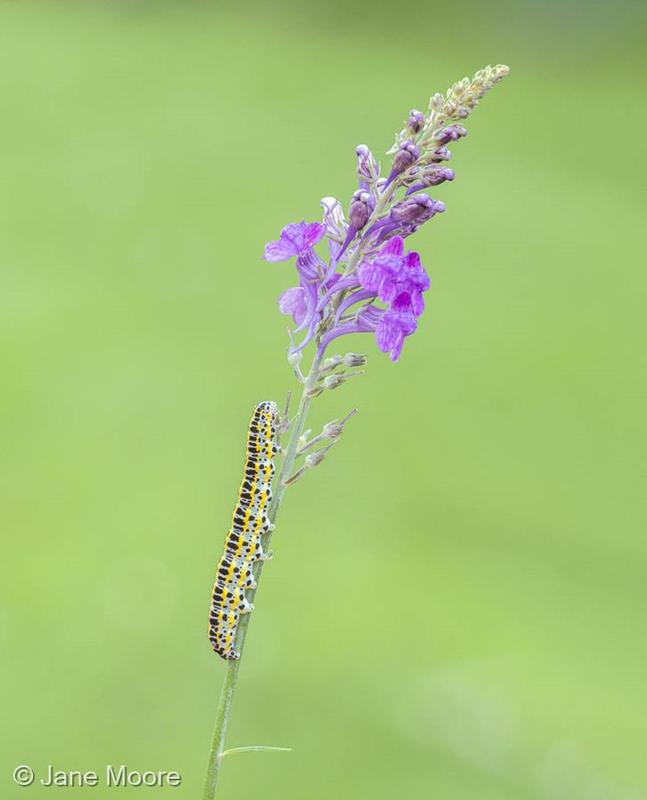 Toadflax Brocade Moth Caterpillar on Toadflax by Jane Moore