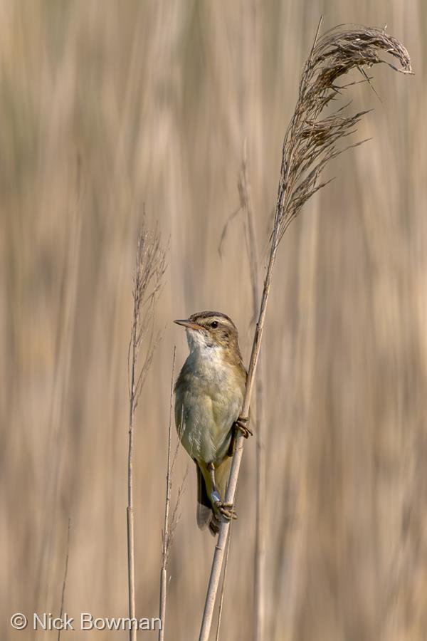 Sedge Warbler by Nick Bowman