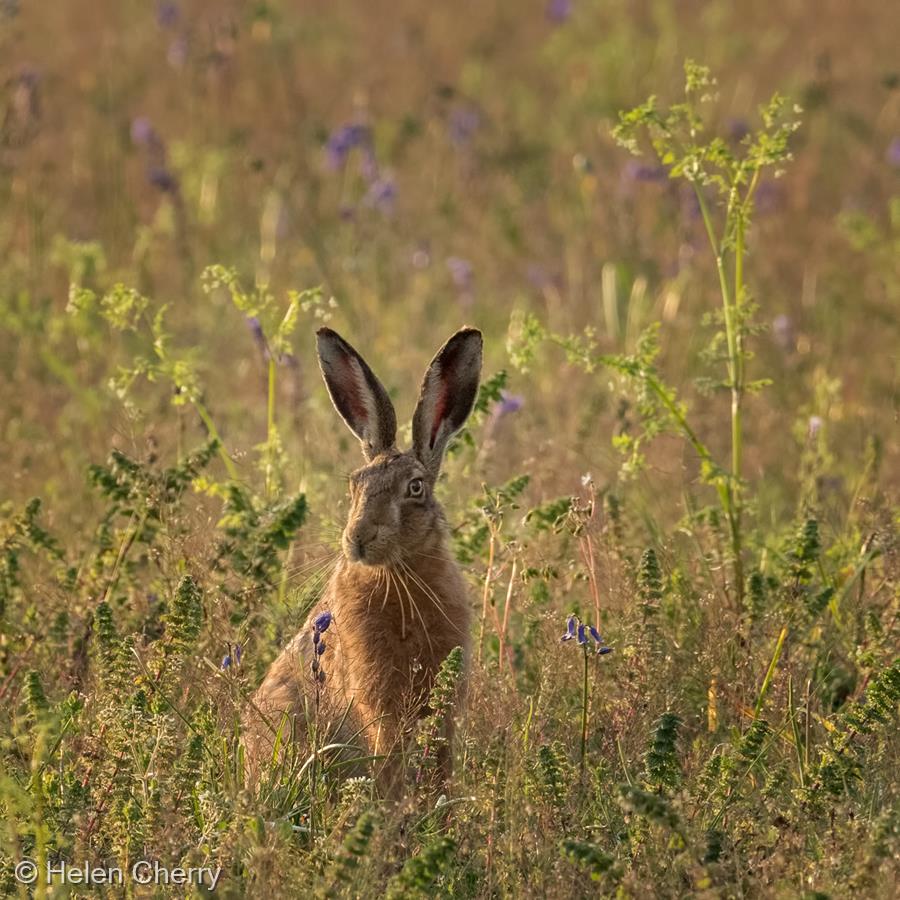 In the Wildflower Meadow by Helen Cherry